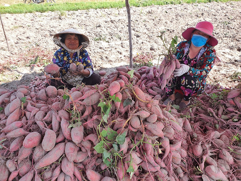 Hướng phát triển cho thương hiệu khoai lang Mỹ Đức - Hà Tiên